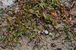 Underarten strandpilört (ssp. lapathifolia). Uppsvällda leder och ofta rödaktiga stjälkar. Ax smalt, något glest.