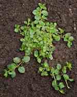 Majveronika (V. serpyllifolia). Planta i vegetativt stadium, bladkant vanligen helbräddad sällan grunt sågad.