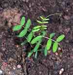Kråkvicker (V. cracca). Ungplanta, småblad smala.