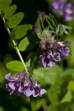 Häckvicker (V. sepium). Blomklasar kortskaftade med 2-5 violetta något rödaktiga blommor.