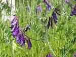 Luddvicker (V. villosa). Blomklasar.