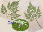 Jämförelse mellan olika blad från vildpersilja. Kan variera beroende på plantans utvecklingsstadium. Obs de tydliga enskilda svepena på blomställningen hos vildpersilja vid den blå pilen. 3-4 långa, ofta hängande flikar. 