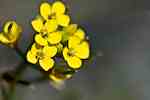 De gula kronbladen ca 4 mm långa.