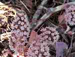 Blekröda blomkorgar i täta klasar (april-maj).Tvåbyggare, sällan förekommer någonting annat än plantor med övervägande hanblommor. Honplantor har yvigare, grenigare klasar med mindre blommor.