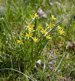 Blommande dvärgvårlök (G. minima) i gräsmatta, ej blommande bestånd kan bilda gulgröna mattor.