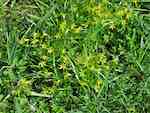 Blommande bestånd av dvärgvårlök (trådfina blad) i betesmark och den grövre vårlöken (G. lutea) till vänster och nedtill i bild.