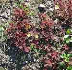 Krypoxalis (Oxalis corniculata), snarlik art men ofta med brunröda blad. Krypande och rotslående.