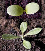 Groddplanta med hjärtblad och ungplanta med örtblad.