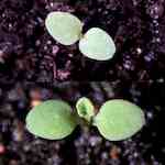 Svinmolke (S. asper). Groddplantor.
