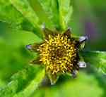 Blomkorgar har bara rörlika, gulbruna diskblommor.