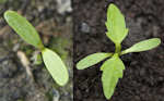 Groddplanta m hjärtblad och planta med de första örtbladen.