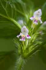 Pipdån (G. tetrahit). Blommor tvåläppiga (röda eller ev. vita). Krona med kort pip (fodrets längd). Mycket lik toppdån. 