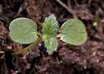 Groddplanta, hjärtblad med pillik bladbas.