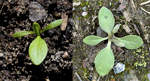 Groddplanta med hjärtblad de första örtbladen och ungplanta med mer utvecklade örtblad.