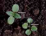 Jämförelse groddplantor: dån (Galeopsis sp) och plister (Lamium sp).