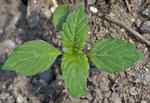 Ungplanta, örtblad äggrunt spetsiga med grovt sågad kant. 