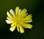 Blomma blekgul, ca 1cm, frukter (frön) utan pensel.