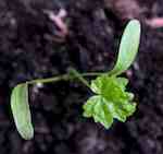 Seedling with first true leaf developing.
