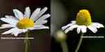 Blomkorg, jämförelse baldersbrå (platt och kompakt) och kamomill (toppig och ihålig)