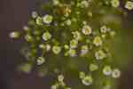 Blomkorgar med blekgula blommor (3-5 mm breda).