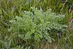 Stånds (S. jacobea). Planta i vegetativt stadium (betesmark), rosettblad upprepat parflikiga.
