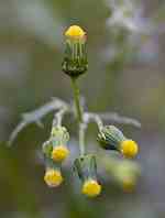Vanlig korsört (S. vulgaris). Blommor kvastlikt samlade (rörformiga). sällan med strålblommor, svartspetsade holkfjäll.