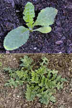 Groddplanta med hjärtblad och de första örtbladen. Planta med bladrosett.